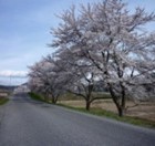 伊南川沿いの桜