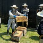 養蜂体験