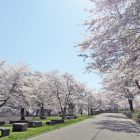上野尻発電所の桜