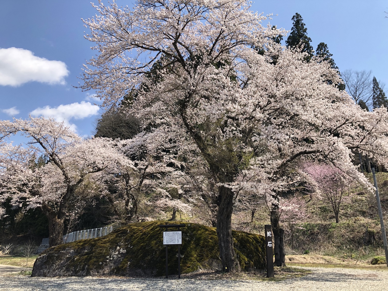 蛇石と春日神社の桜