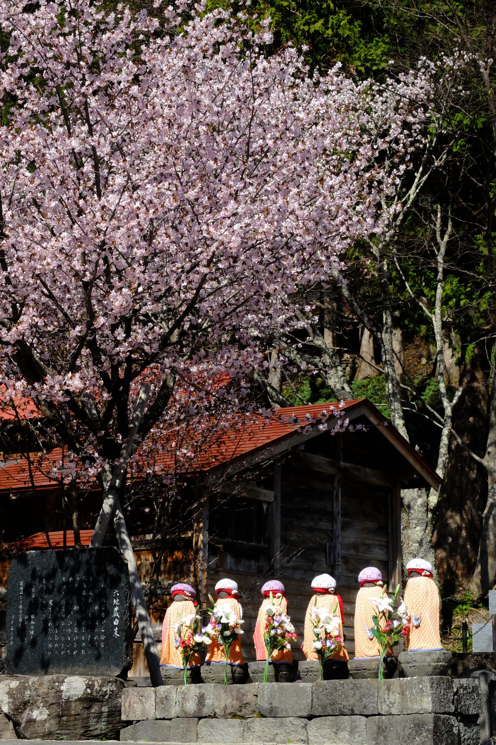 檜枝岐村の桜情報：六地蔵と桜