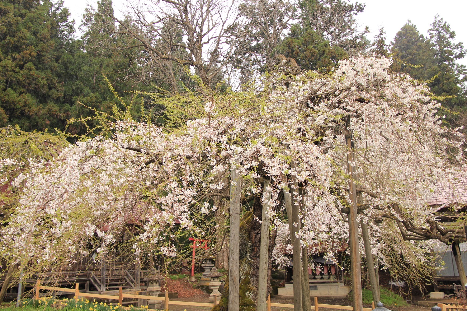 会津坂下町の桜情報：杉の糸桜