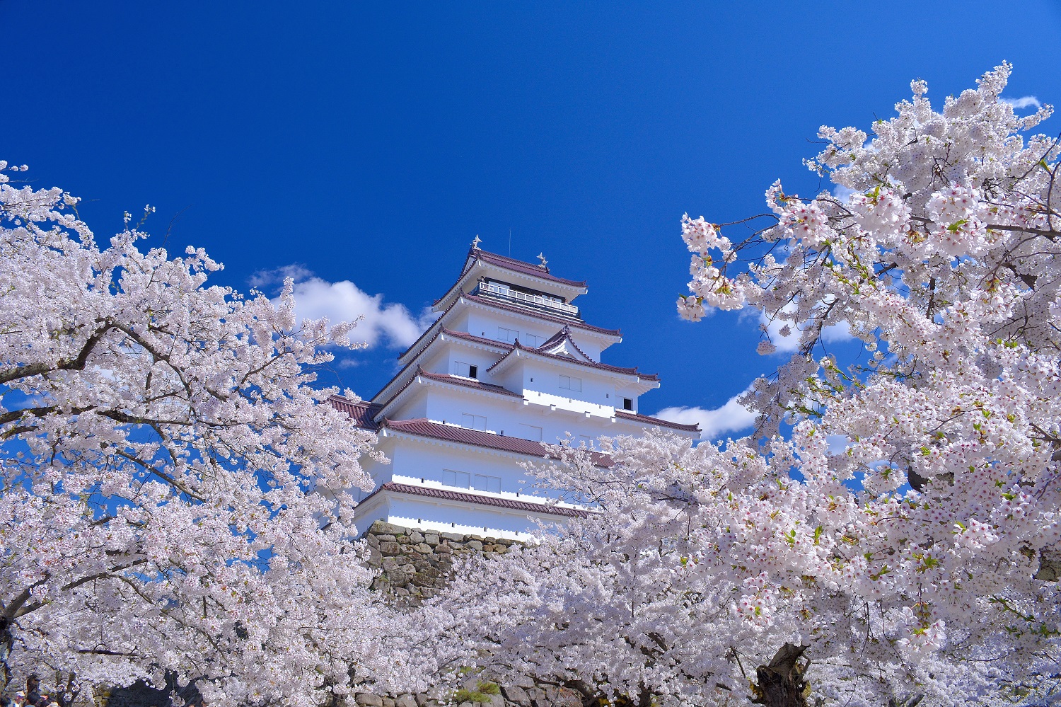 鶴ヶ城公園の桜