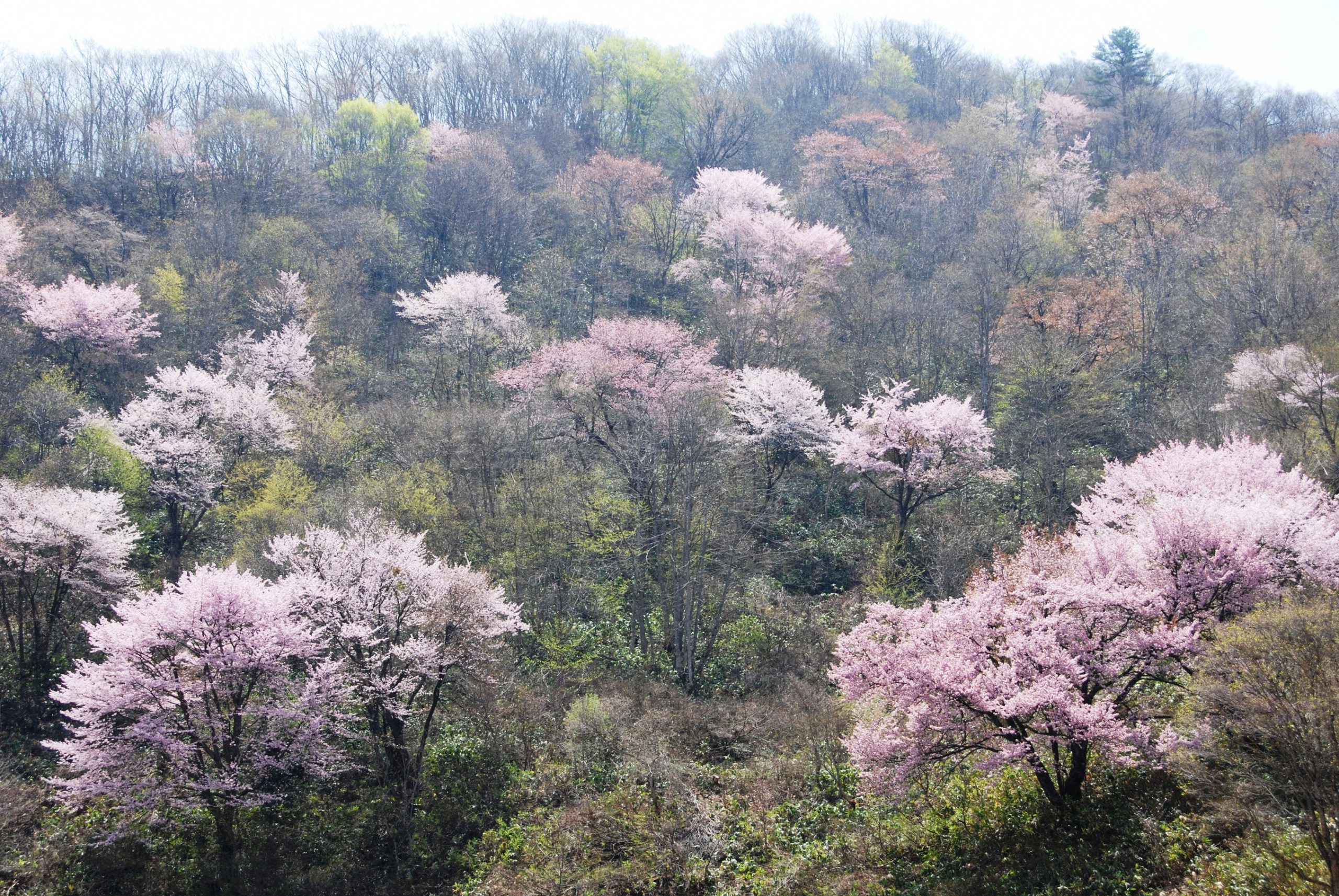 下郷町の桜情報：戸赤の山桜